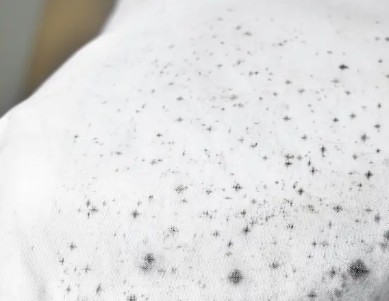 Outdoor Fabric mildew